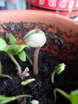 plante mystere.jpg