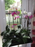 Mes tites fleurs