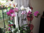 Mes tites fleurs