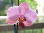 Phalaenopsis Golden Buddha x Miva Calao-Miva Fana 2.JPG