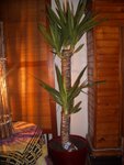 une photo de mon yucca quand il était en forme..