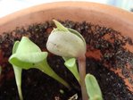 plante mystere 2.jpg