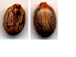 graine de ricin.png