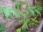 Tomates sous serre, plus en avance.