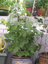 photo017[1].png
