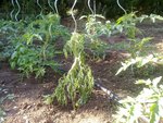Photo du Plant