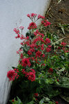 DSC_0068b.jpg