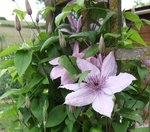 007.JPG (198.02 Kio) Consulté 1371 fois Clématite mais je ne sais plus son nom