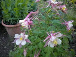 DSCN0966.JPG