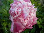 DSCN0993.JPG