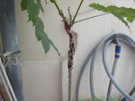 Glycine, une branche et ses &quot;taches&quot;