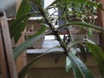 Laurier rose, une autre branche et ses &quot;taches&quot;