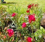 les premières roses