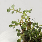 plant1.jpg