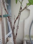 Glycine 2, une autre branche et ses &quot;taches&quot;