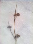 herbe inconnue.jpg2.jpg