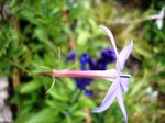 fleur.JPG