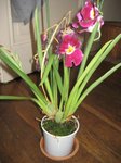Voici mon orchidée