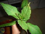 DSC013.jpg