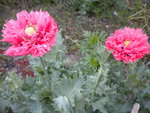 DSCN1083.JPG