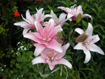 DSCN1084.JPG