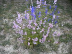 DSCN1091.JPG