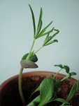 plante mystere 3.jpg