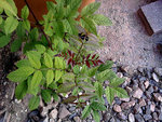 Photo-0022a.jpg