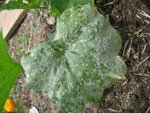 817391oidium_1.jpg