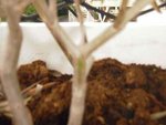 arbre.jpg