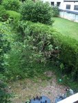 figuier 15 juin 2010.jpg
