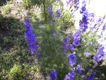 DSCN1107.JPG