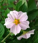 pomme de terre