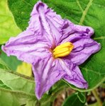 aubergine