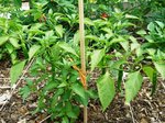 Cayenne
