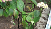hortensia 1.png