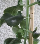 IMG_4162.JPG