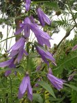 campanule 1.jpg