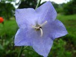 campanule 3.jpg