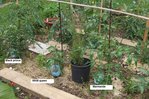 Whitt queen qui mesure moins de 30cm