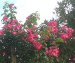 fleurs_grimpantes 002biss.jpg