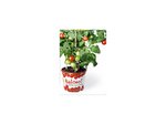 tomate_pot.jpg