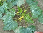 courgette longue