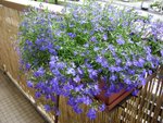 lobelia                18-06-10.jpg