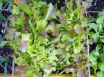 Le mesclun très mal semé. J'ai tout coupé maintenant, j'espère qu'il va &quot;s'éclaircir&quot; tout seul.