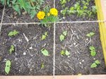 Les haricots nains semés un peu tardivement...