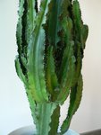P1230242 - Copie.JPG