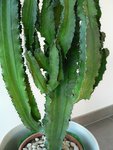 P1230243 - Copie.JPG