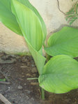 bonjour, c'est quoi le nom de cette plante. Merci d'avance
