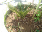 bonjour, c'est quoi le nom de cette plante. Merci d'avance